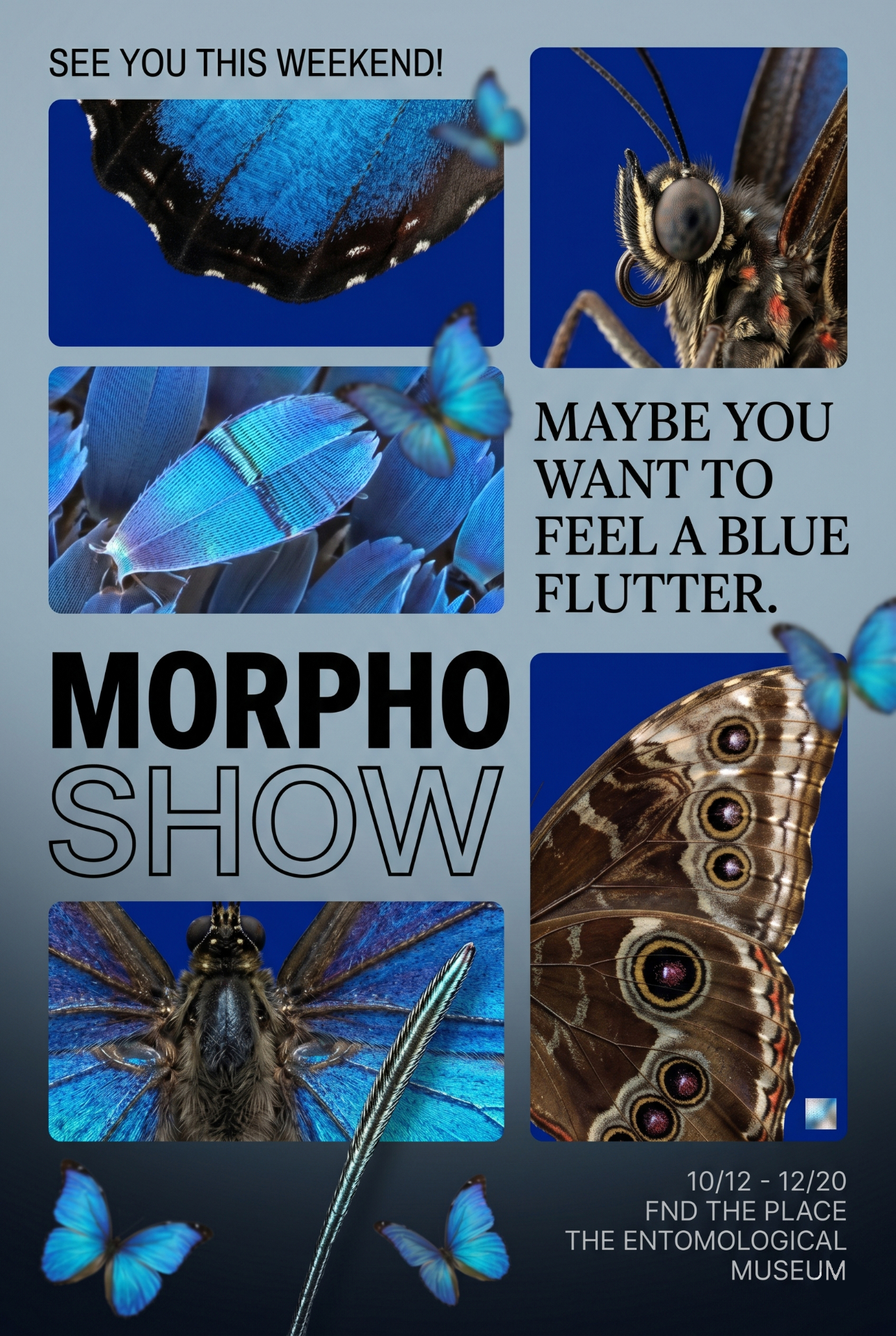 Morpho poster 4
