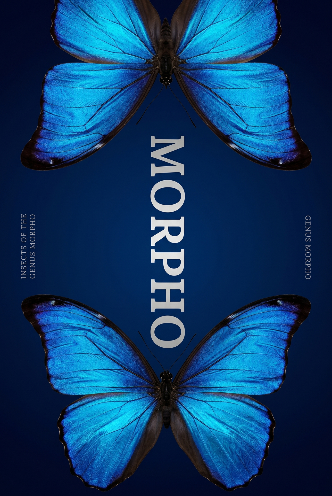 Morpho poster 8